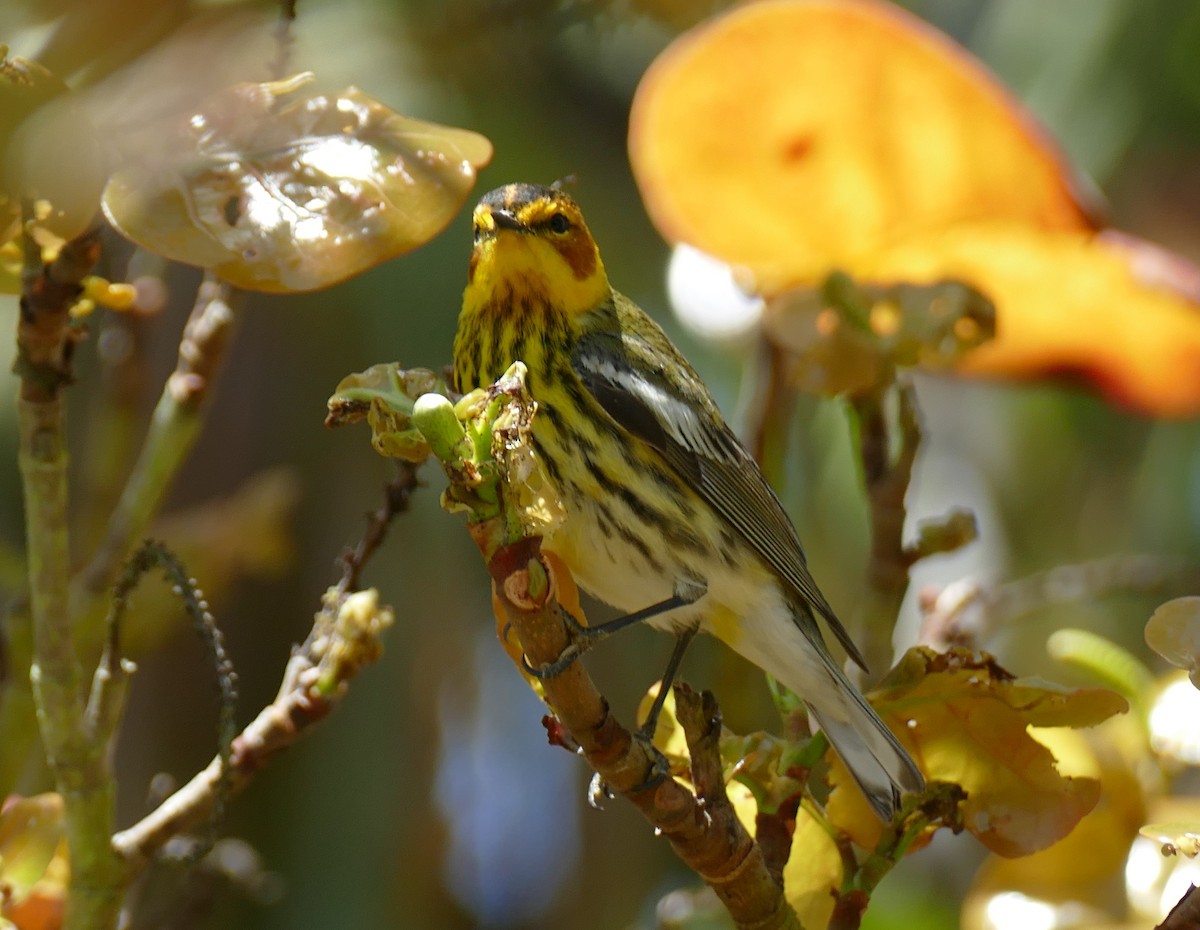 Cape May Warbler - ML152371111