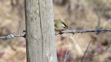 Golden-crowned Kinglet - Suzy Wright