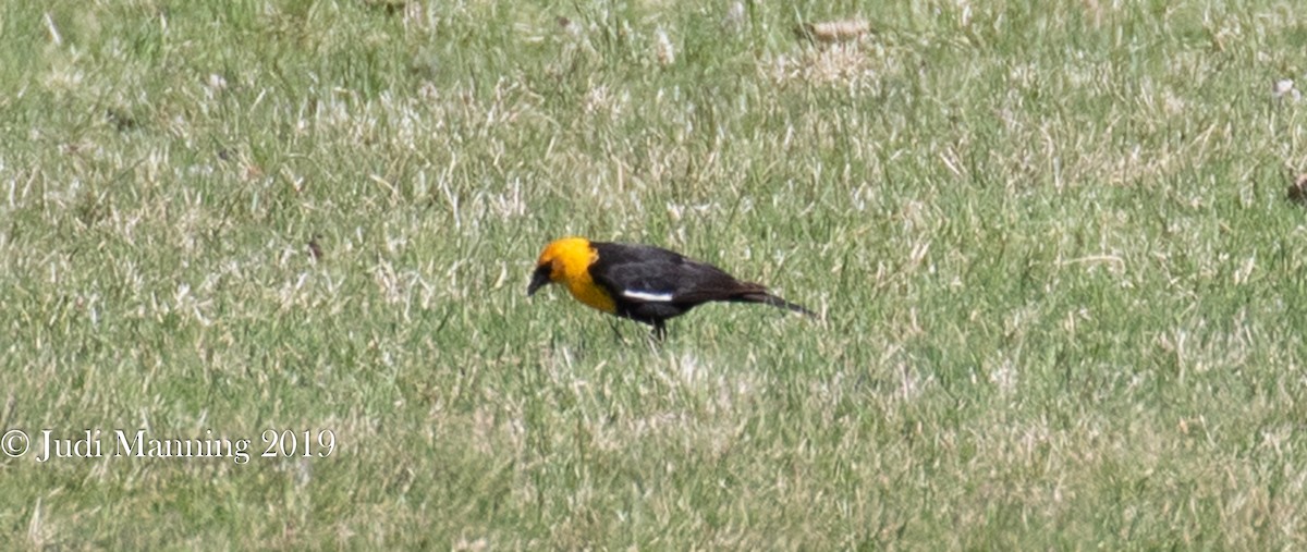 Yellow-headed Blackbird - Carl & Judi Manning