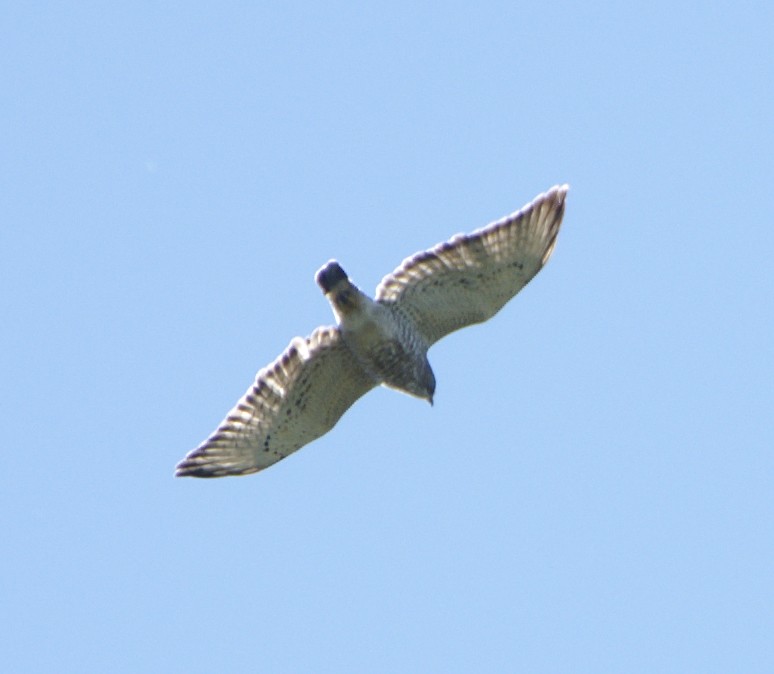 Broad-winged Hawk - ML152371751
