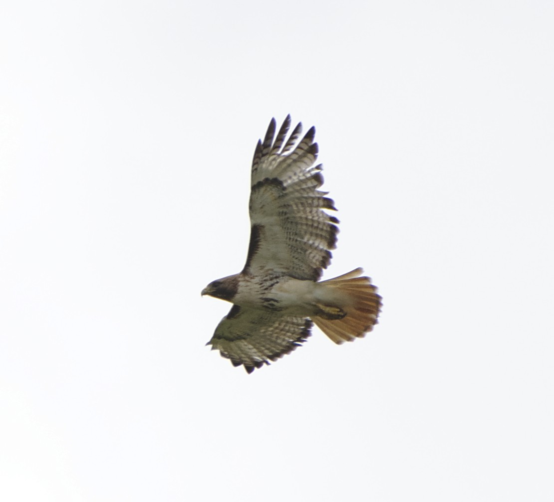 Red-tailed Hawk - ML152371771