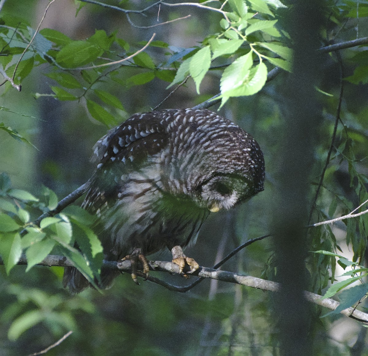 Barred Owl - ML152372001