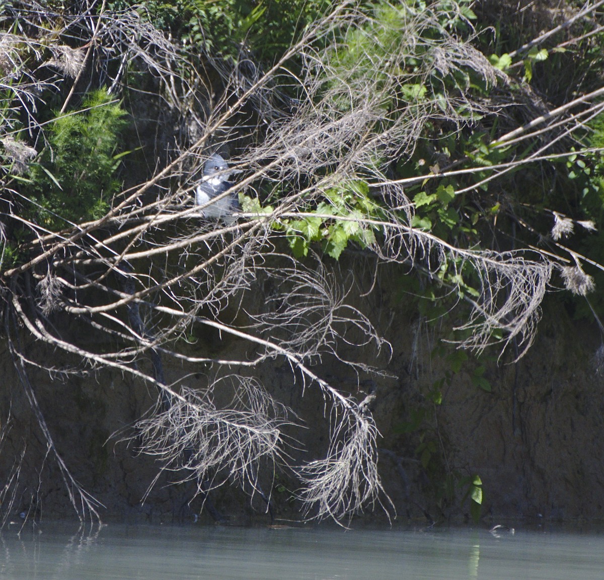 Belted Kingfisher - ML152372121