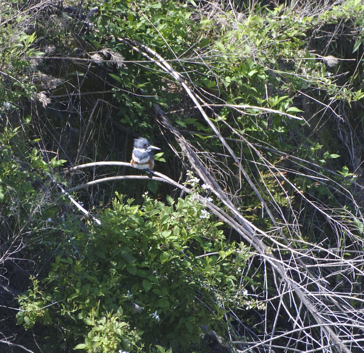 Belted Kingfisher - ML152372171