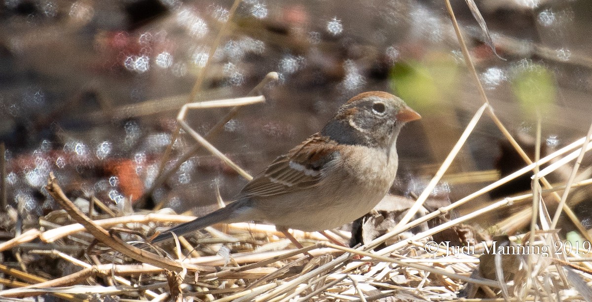 Field Sparrow - Carl & Judi Manning