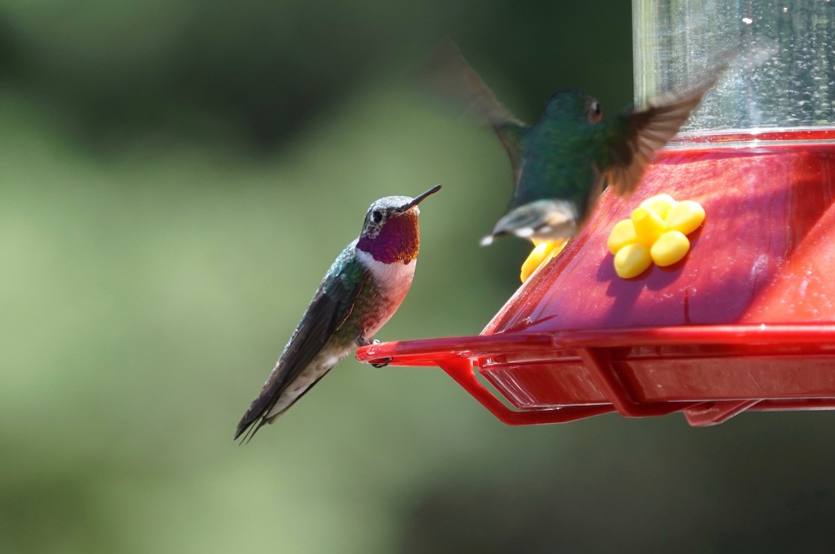 Broad-tailed Hummingbird - ML152372681