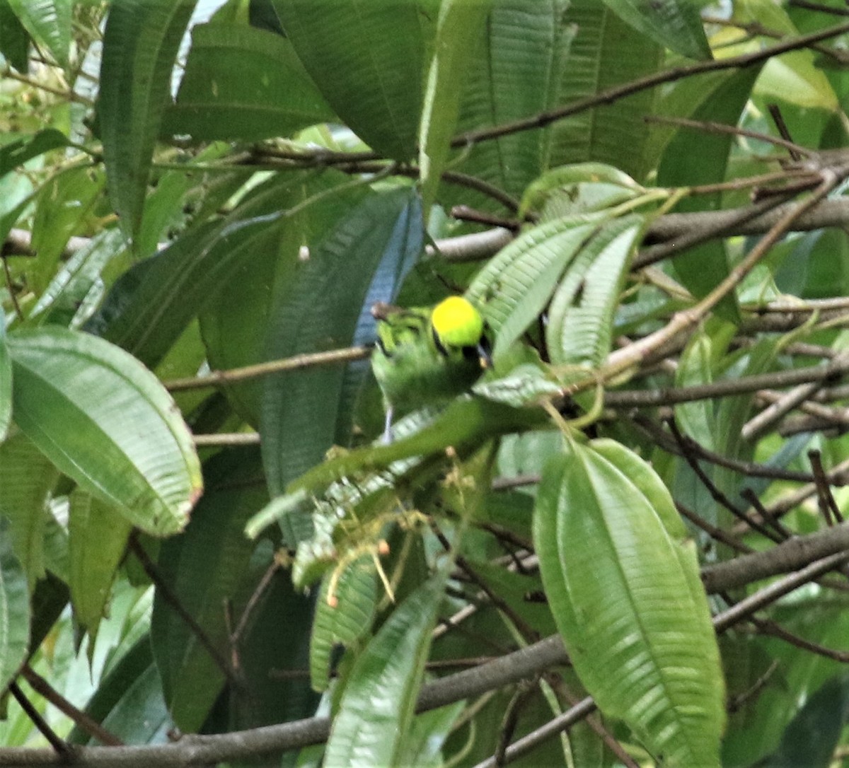 Emerald Tanager - ML152373061