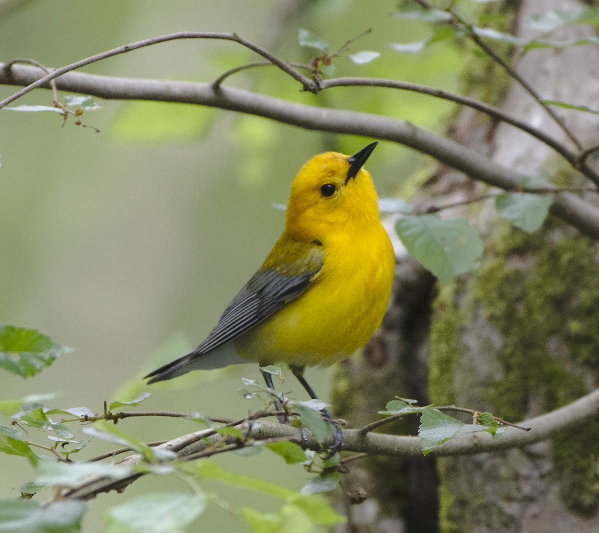 Prothonotary Warbler - ML152373521