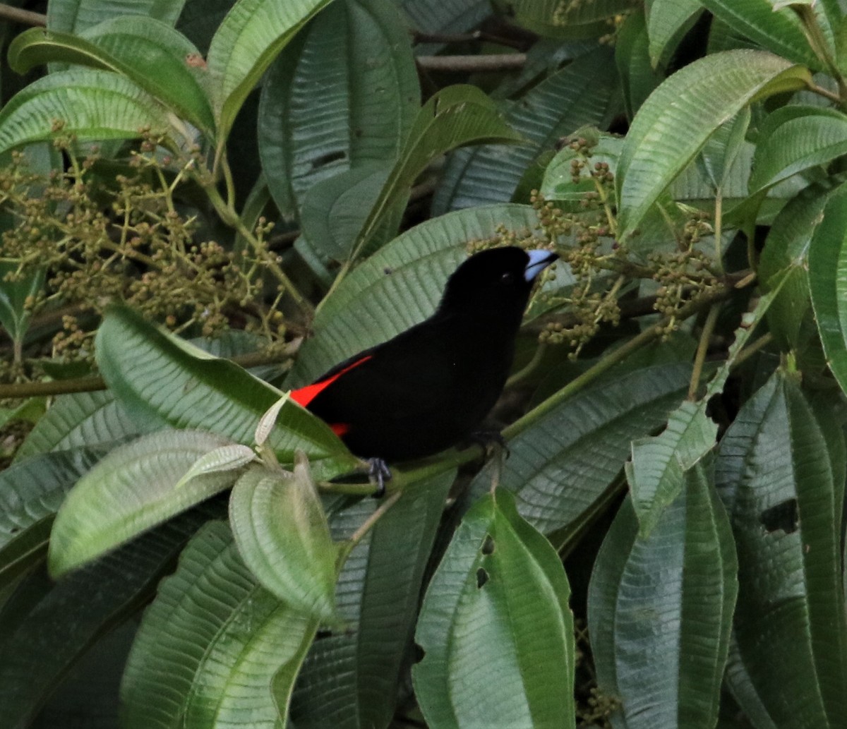 Scarlet-rumped Tanager (Passerini's) - ML152373591