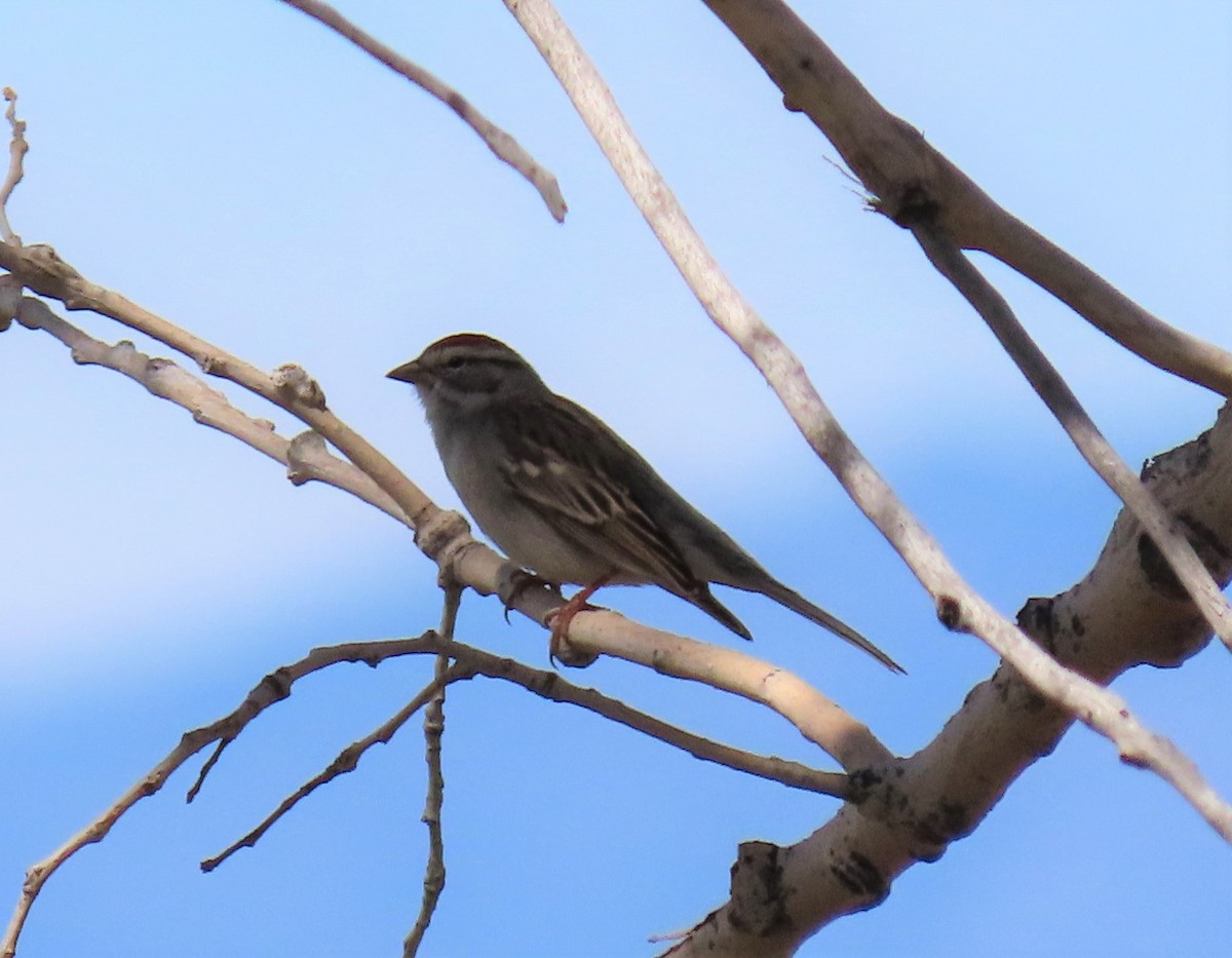 Chipping Sparrow - ML152373611