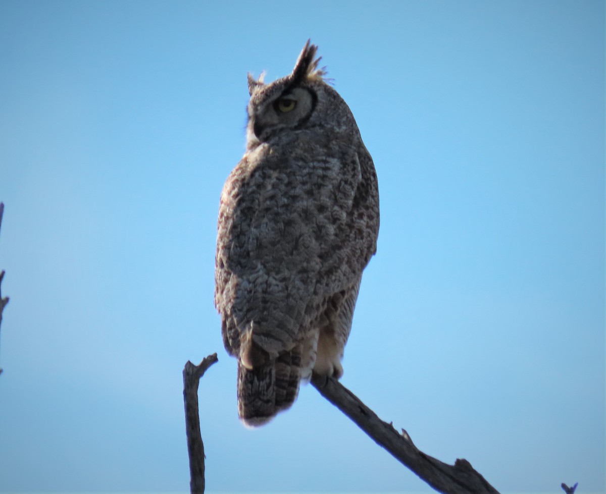 Great Horned Owl - ML152373741
