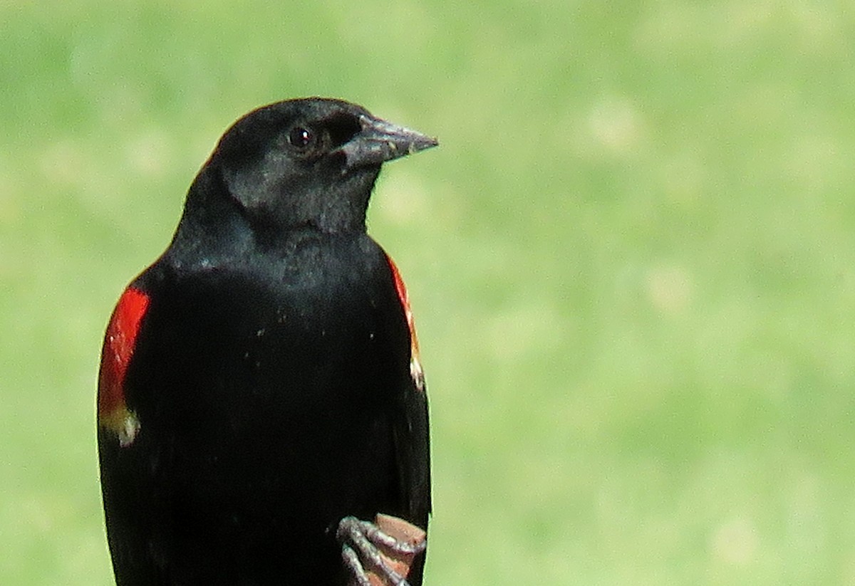 Red-winged Blackbird - ML152375081