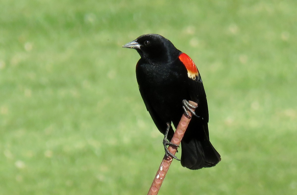 Red-winged Blackbird - ML152375091