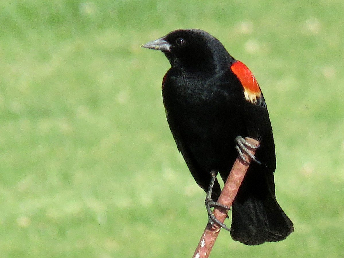 Red-winged Blackbird - ML152375111