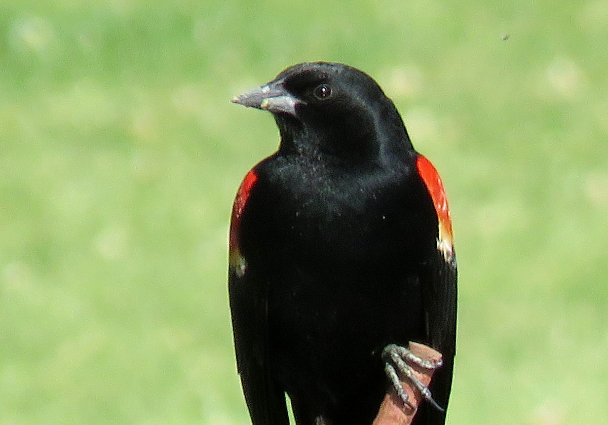 Red-winged Blackbird - Ed Dunn