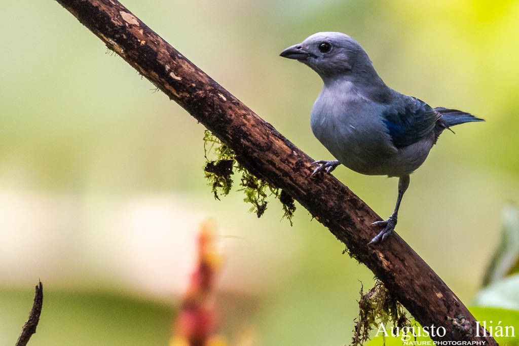 Blue-gray Tanager (Blue-gray) - ML152375761