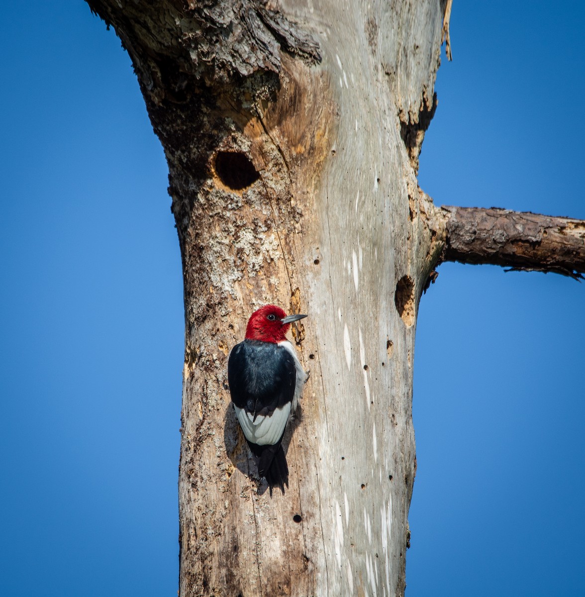 Red-headed Woodpecker - Ross Merrigan