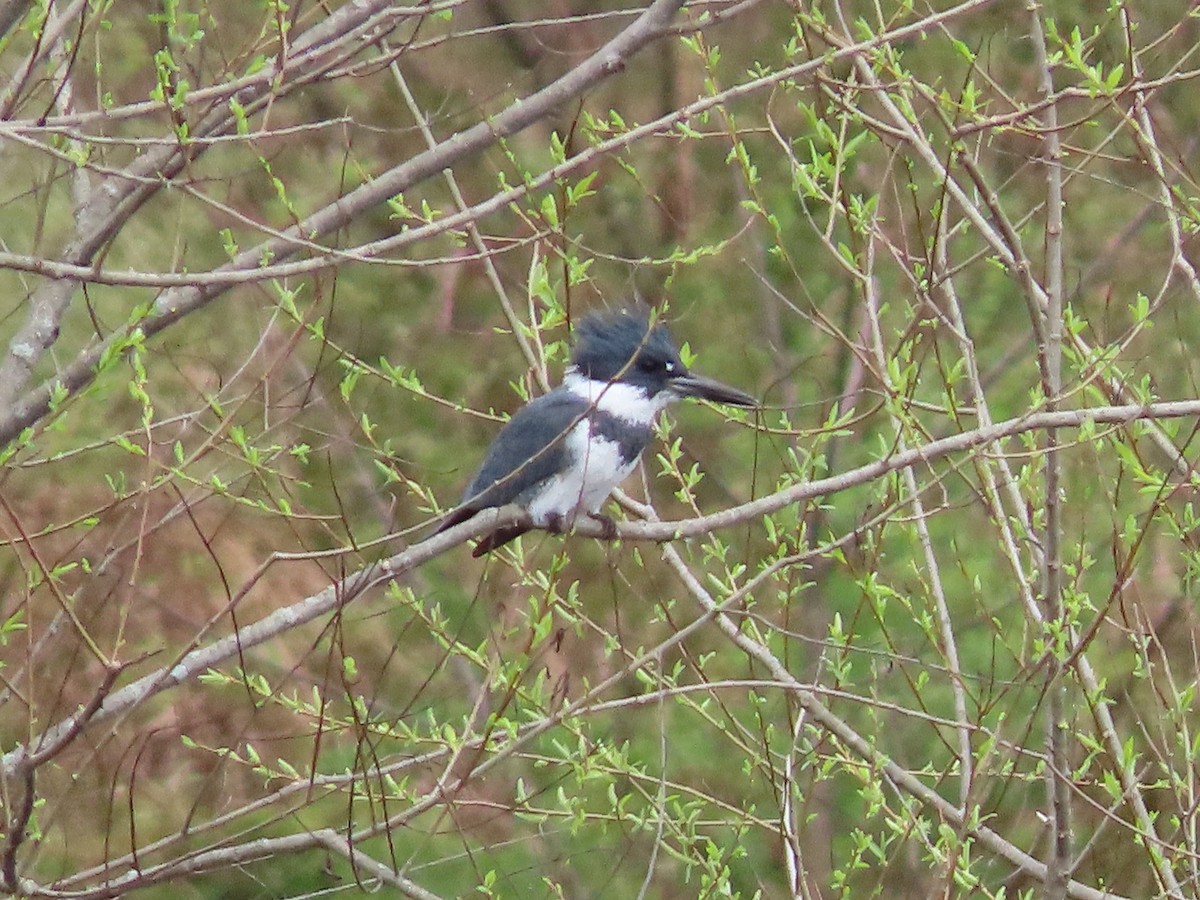 Belted Kingfisher - Beth Daugherty
