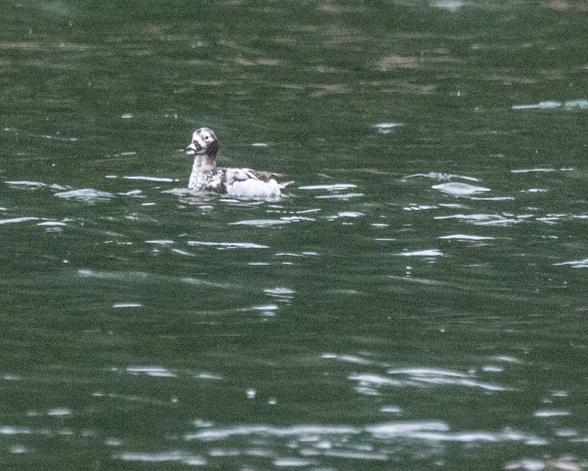 Long-tailed Duck - ML152377561
