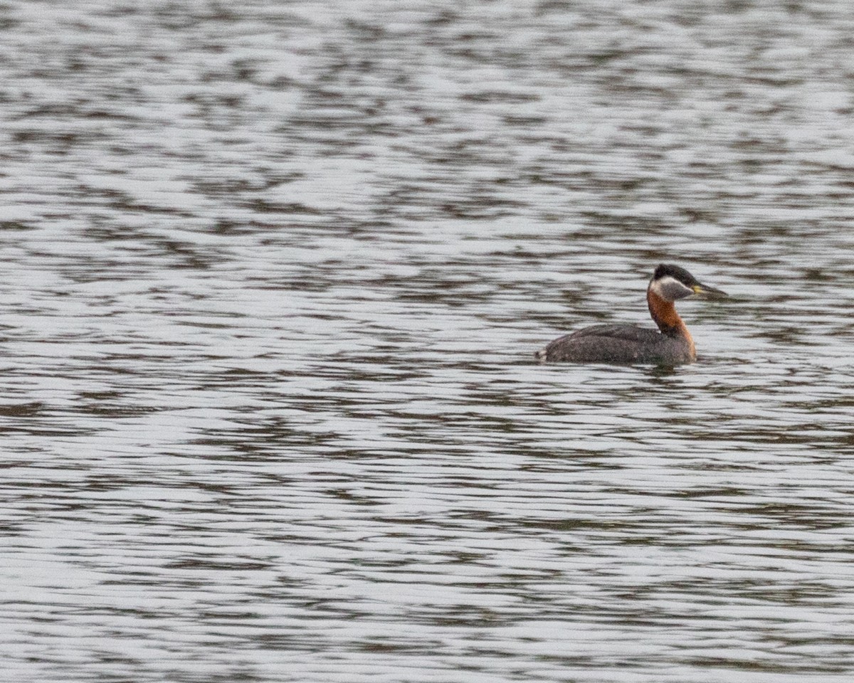 Red-necked Grebe - Michael Foster