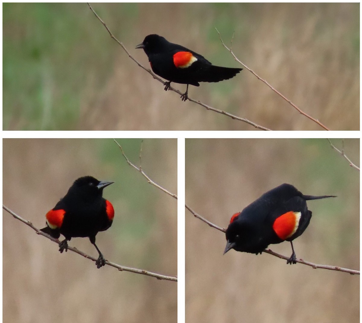 Red-winged Blackbird - Beth Daugherty