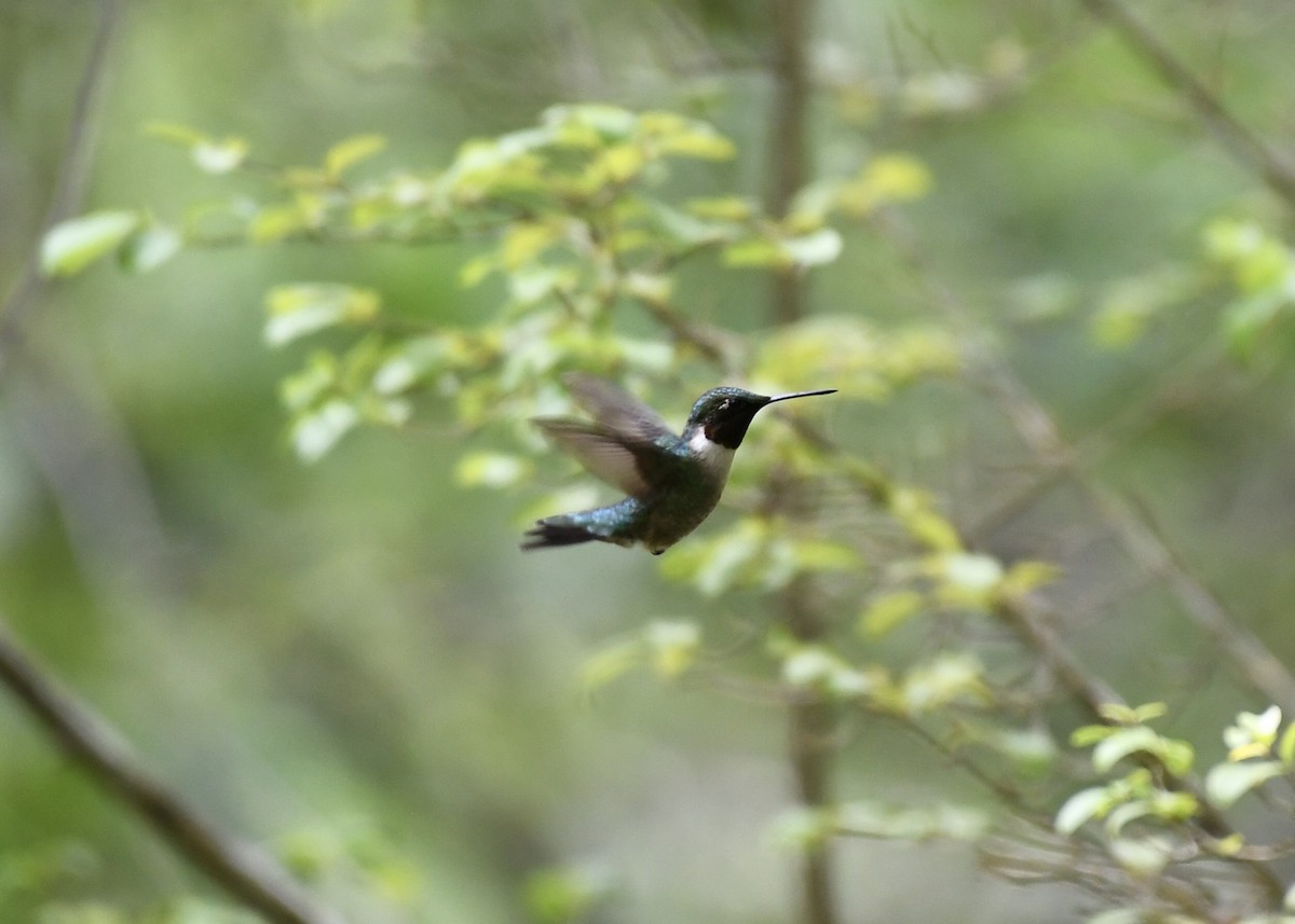 Ruby-throated Hummingbird - Joe Wujcik