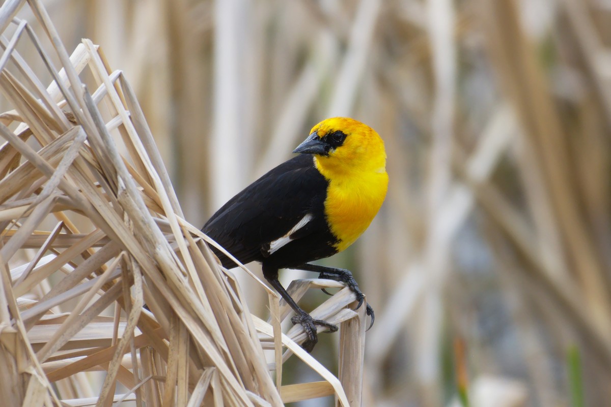Yellow-headed Blackbird - ML152378931