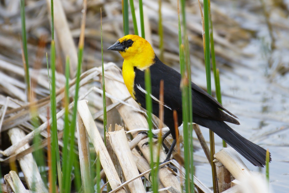 Yellow-headed Blackbird - Richard Trinkner