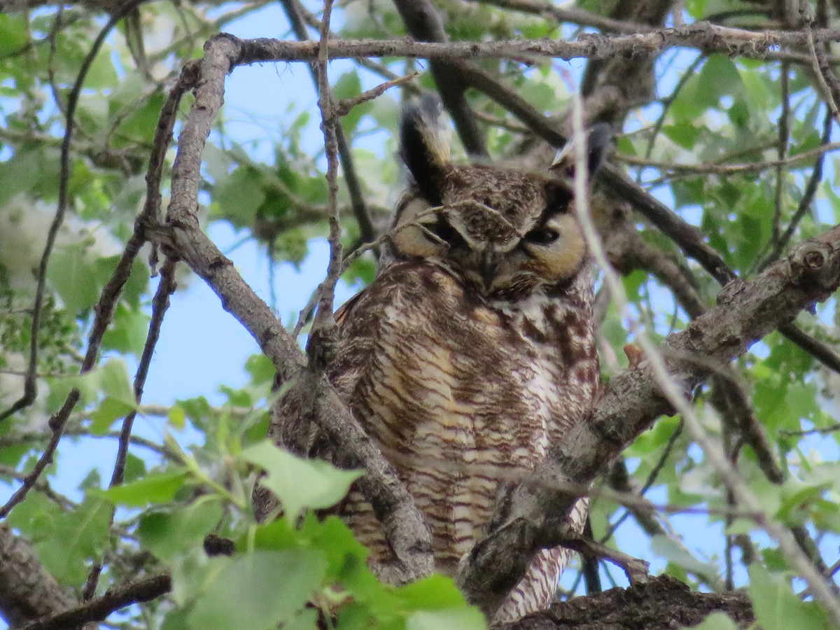 Great Horned Owl - ML152379821