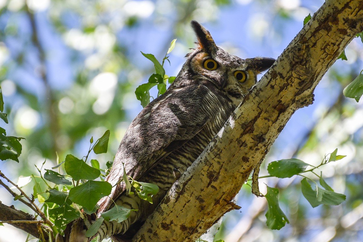 Great Horned Owl - Lee Bush