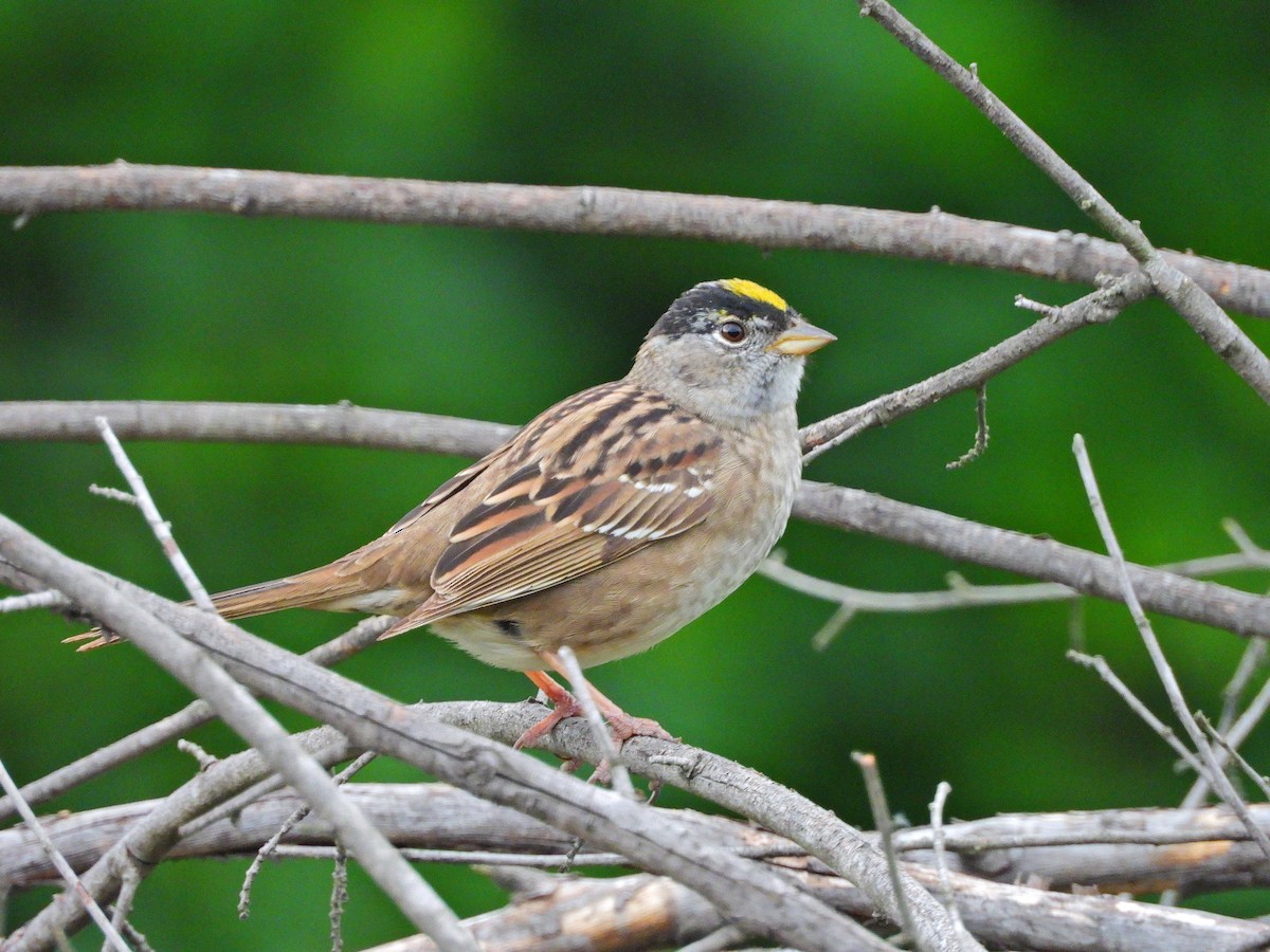 Golden-crowned Sparrow - Jhoneil Centeno