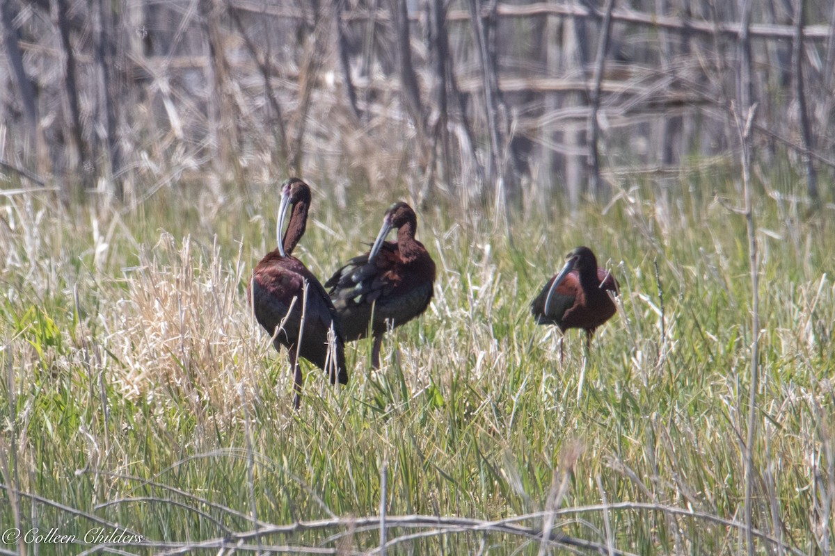 White-faced Ibis - Colleen Childers