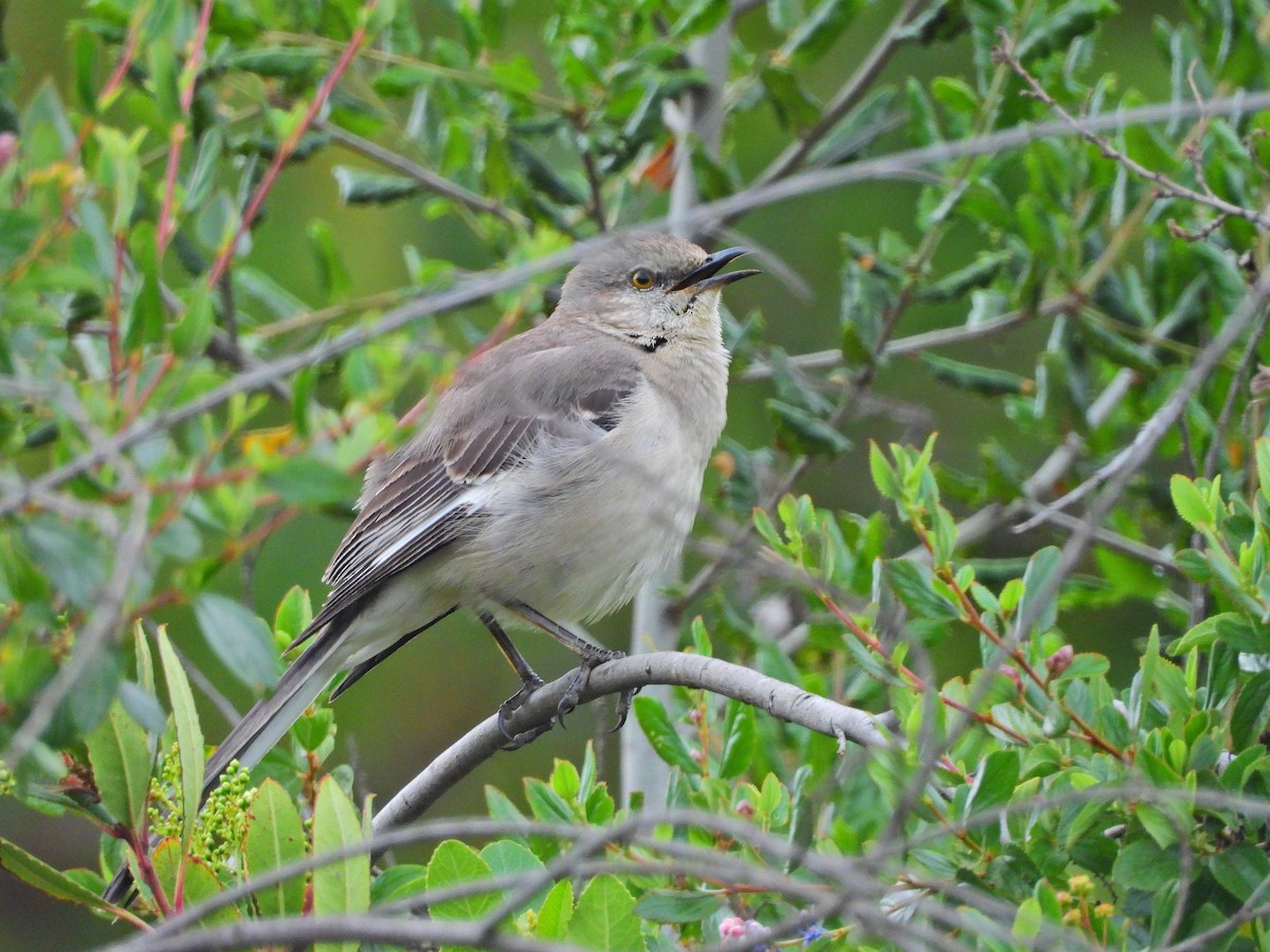 Northern Mockingbird - Jhoneil Centeno