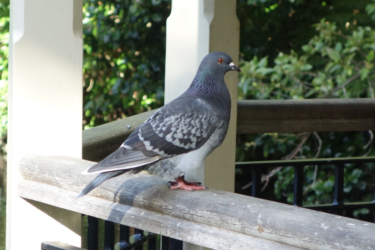 Rock Pigeon (Feral Pigeon) - ML152381511