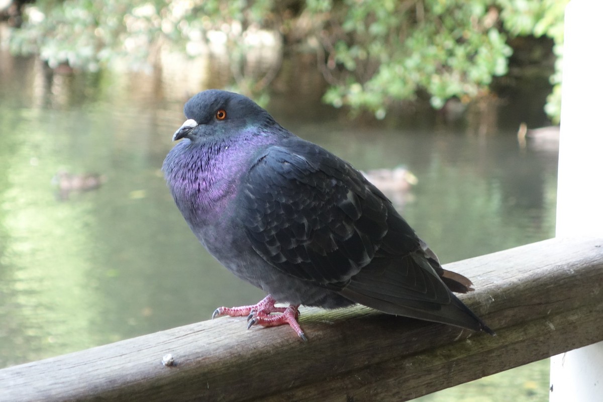 Rock Pigeon (Feral Pigeon) - ML152381521