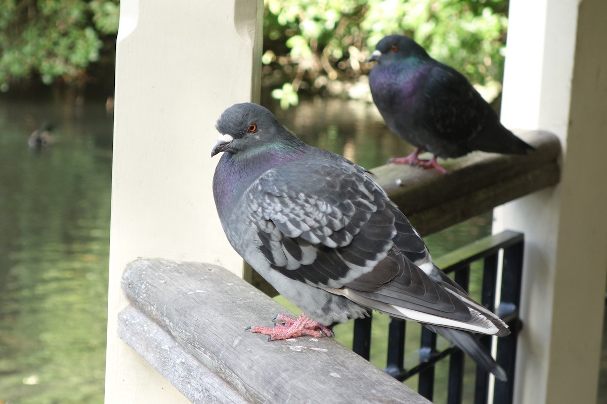 Rock Pigeon (Feral Pigeon) - ML152381651