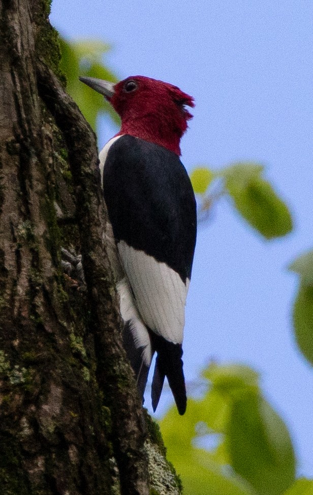 Red-headed Woodpecker - ML152382981