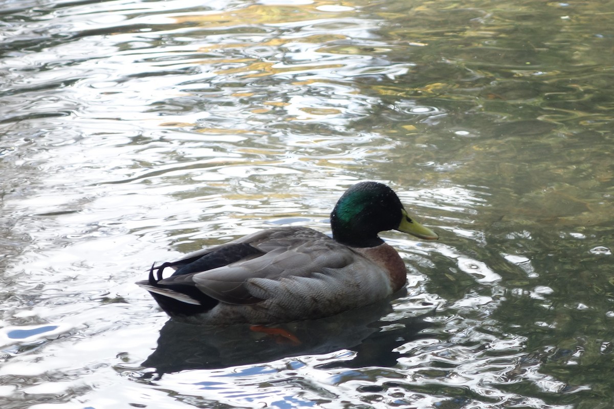 Mallard x Pacific Black Duck (hybrid) - JYOTHY GOPAKUMAR
