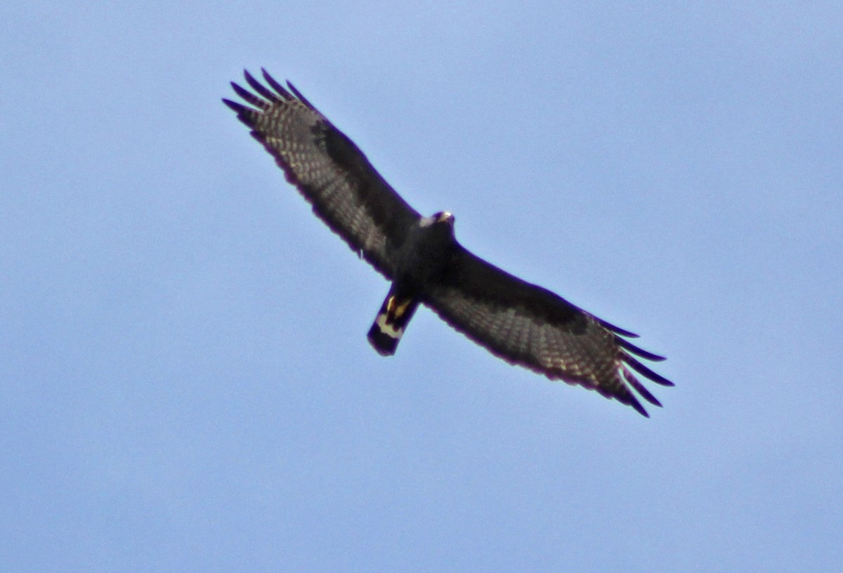 Zone-tailed Hawk - Mario Trejo