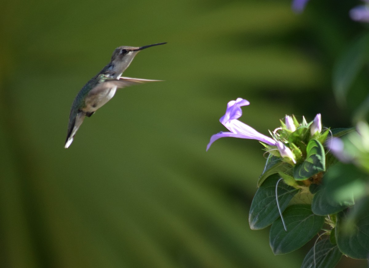 Ruby-throated Hummingbird - Eddy Ay peña & Birdwatching Tours