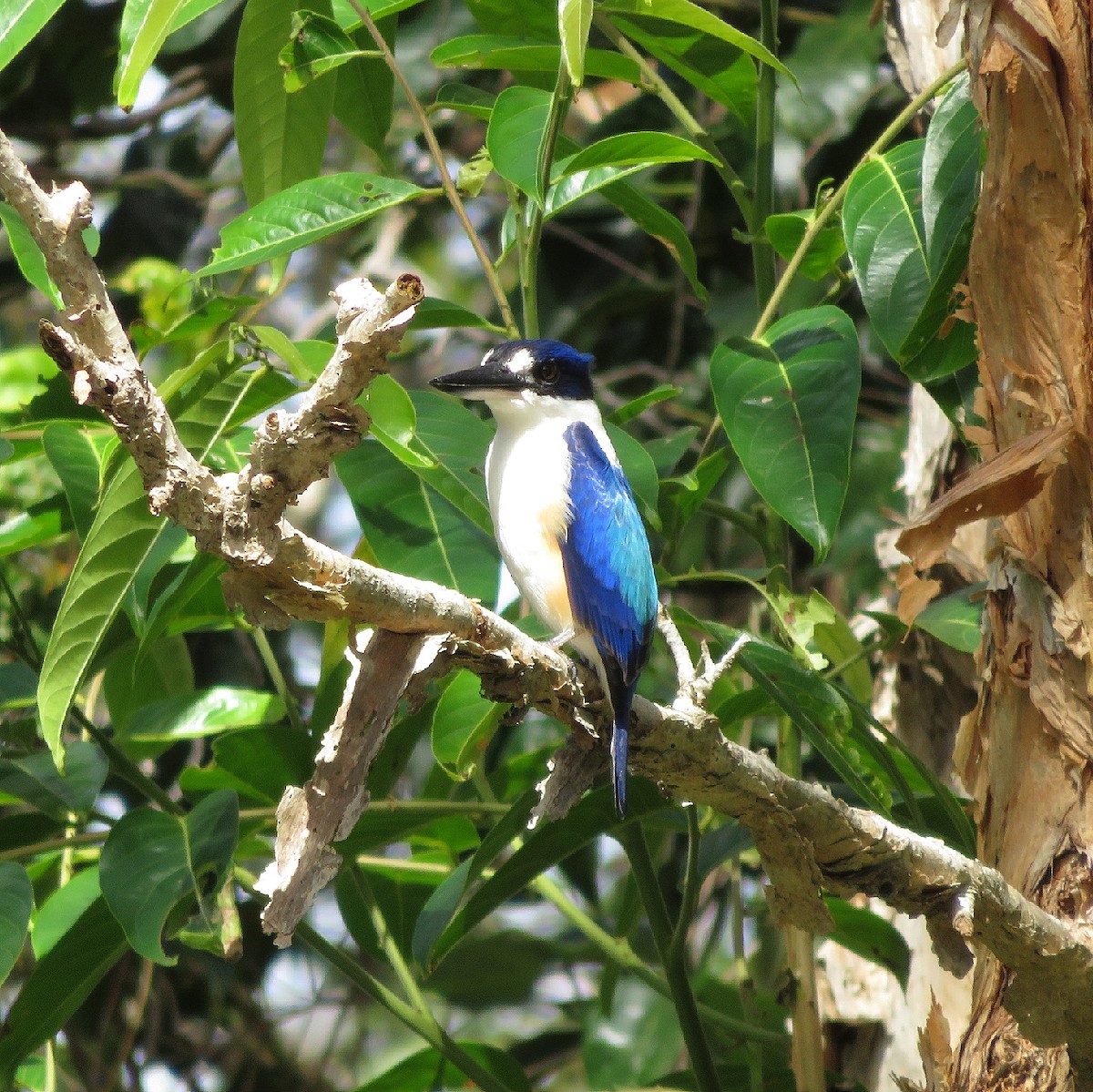 Forest Kingfisher - ML152385931