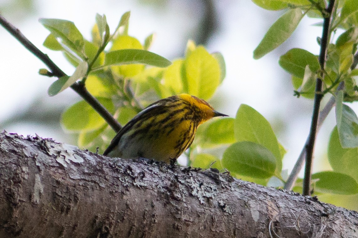 Cape May Warbler - Jeff O'Connell