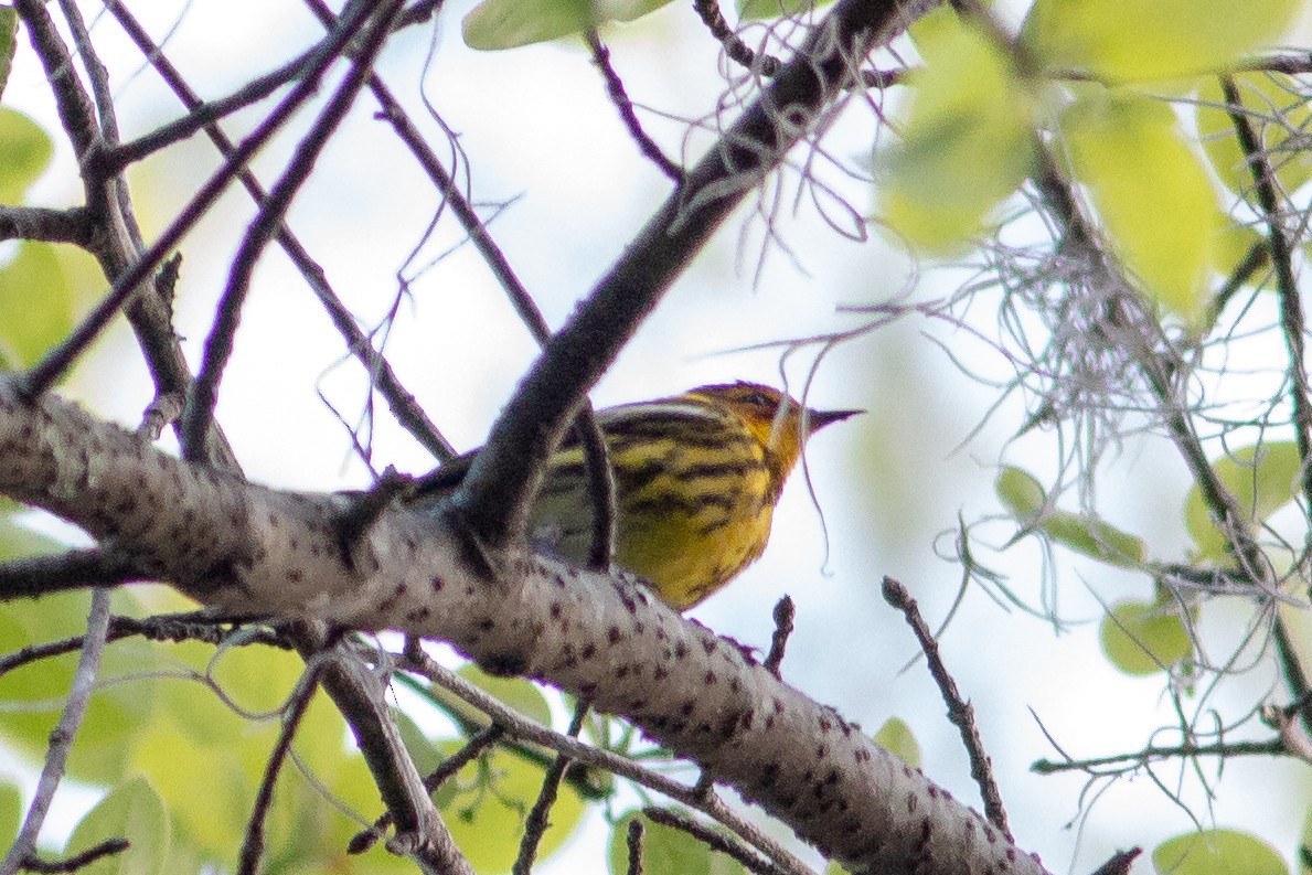 Cape May Warbler - Jeff O'Connell
