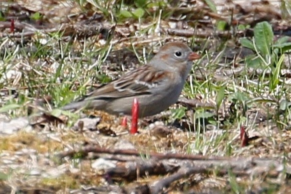 Field Sparrow - ML152386121