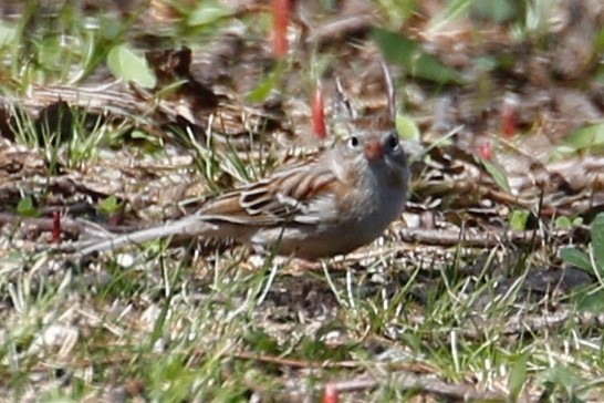 Field Sparrow - ML152386131