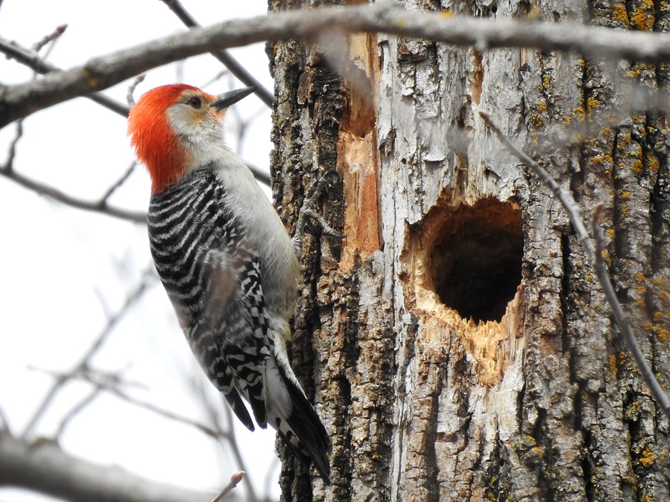 Red-bellied Woodpecker - ML152386881