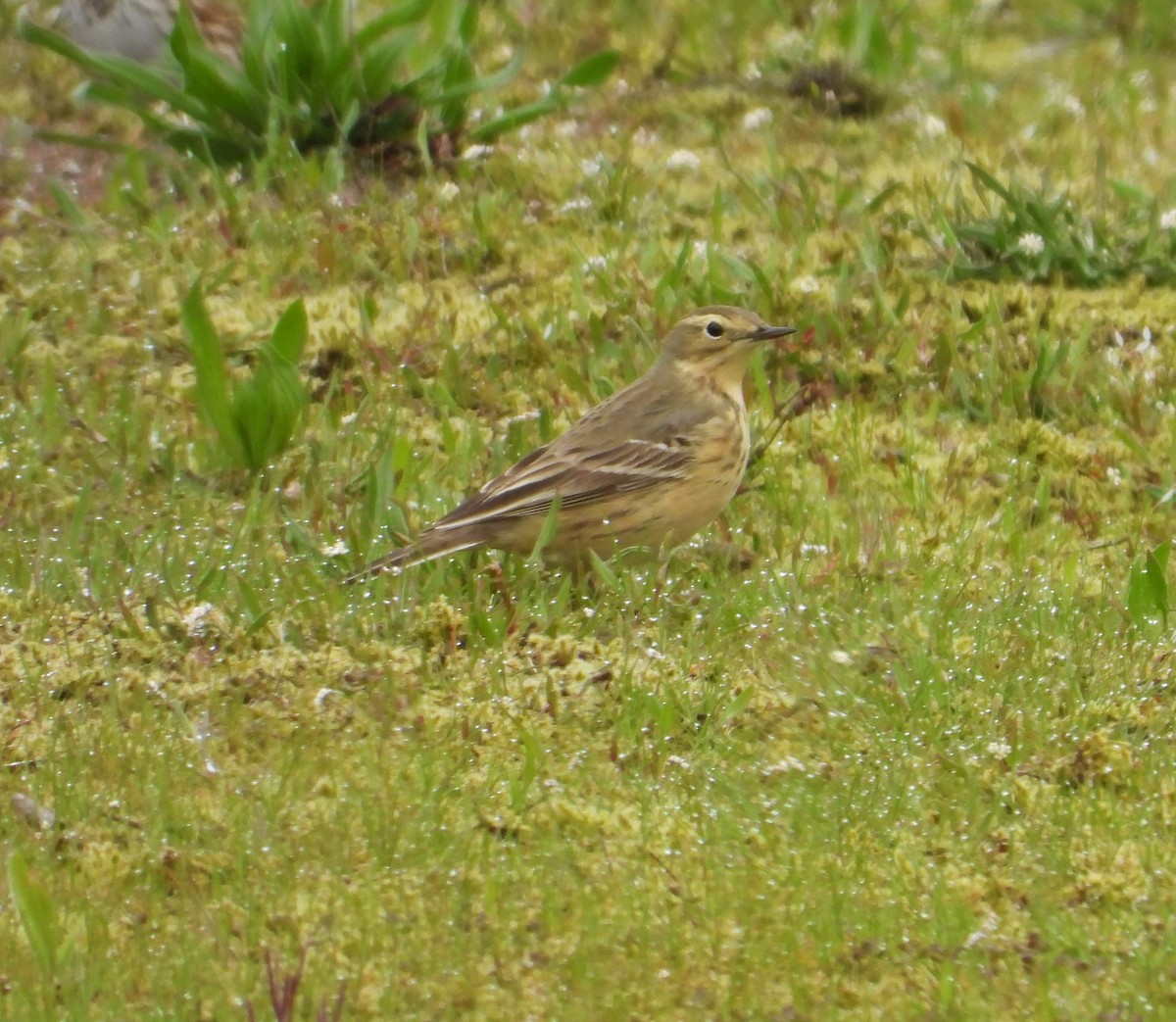 American Pipit - Dale Floer