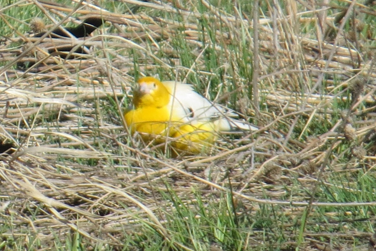Yellow-headed Blackbird - ML152387461