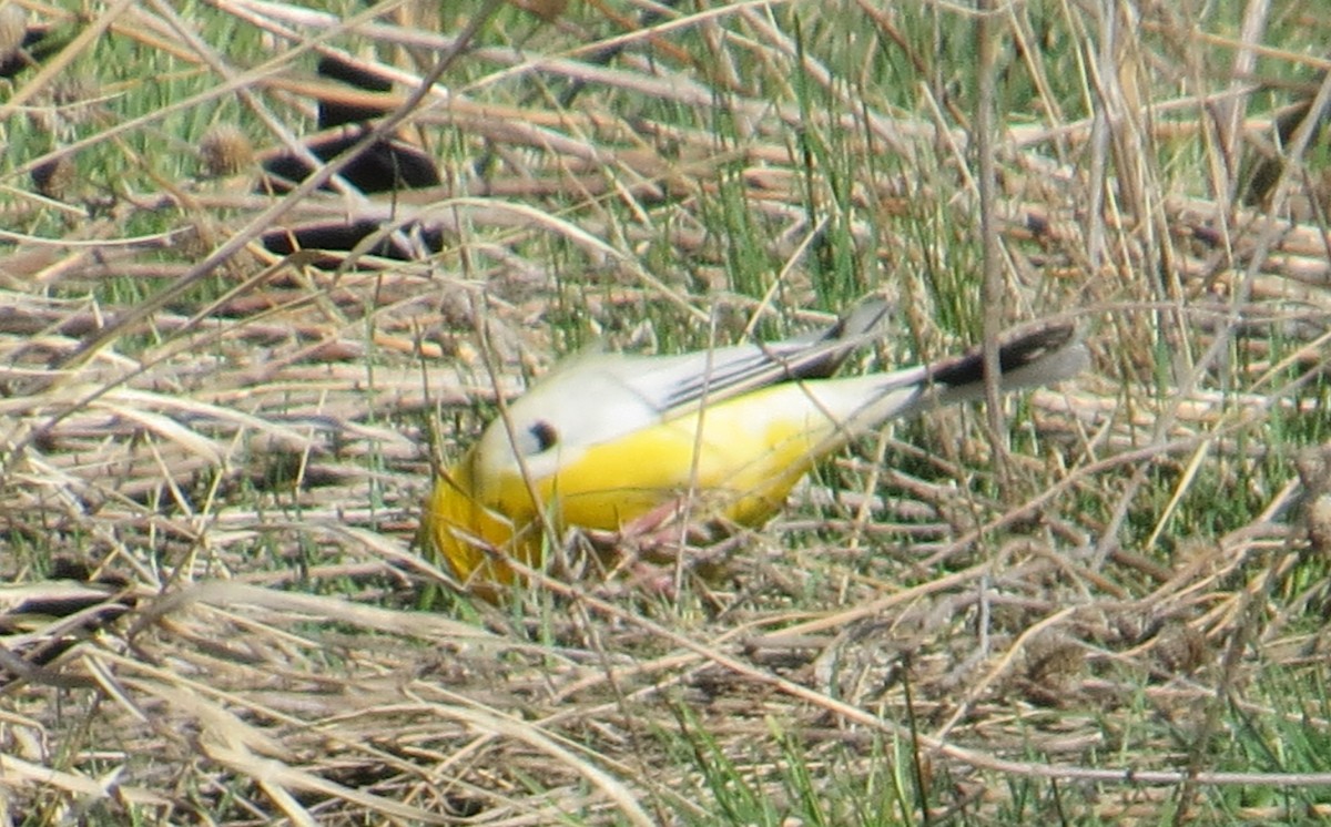 Yellow-headed Blackbird - ML152387471