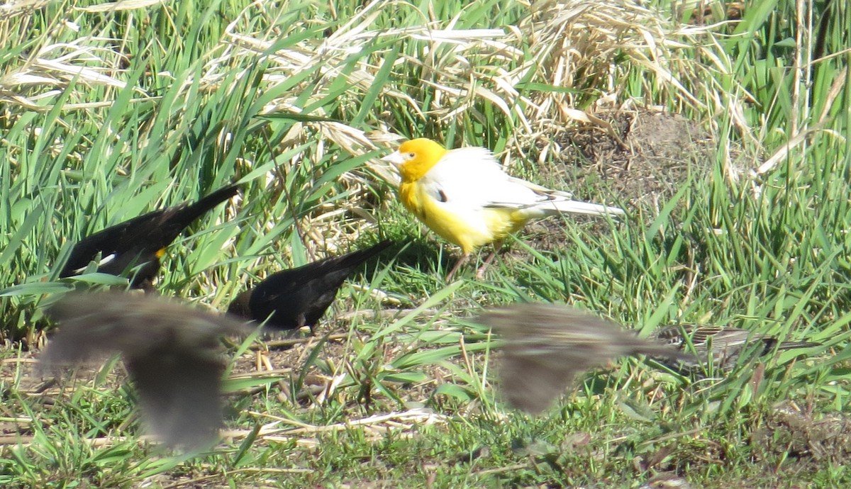 Yellow-headed Blackbird - ML152387521